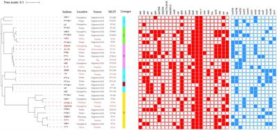 Identification of the Plasmid-Mediated Colistin Resistance Gene mcr-1 in Escherichia coli Isolates From Migratory Birds in Guangdong, China